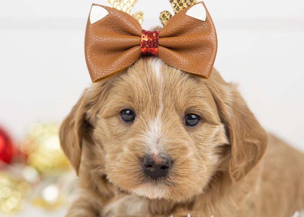 Elphaba goldendoodle for sale(2).jpg