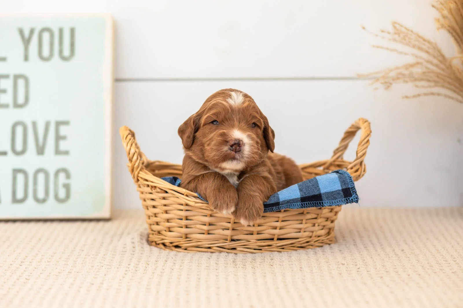 Bailey goldendoodle for sale(3).jpg