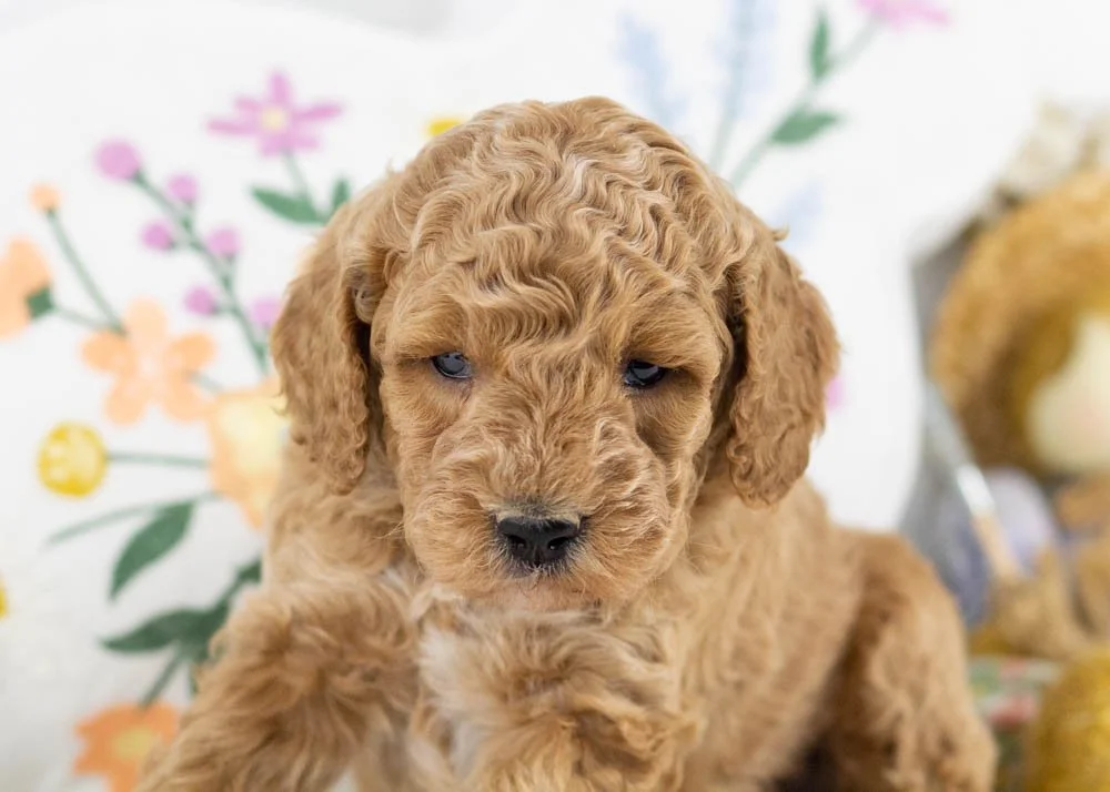 goldendoodle for sale