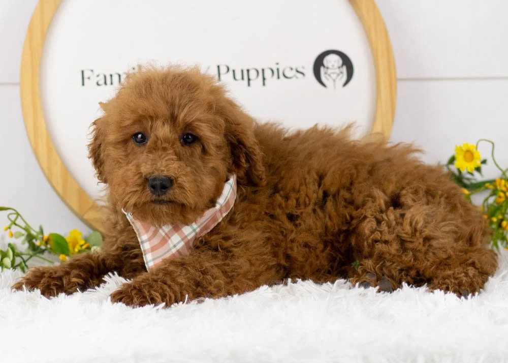 Bear goldendoodle for sale.jpg