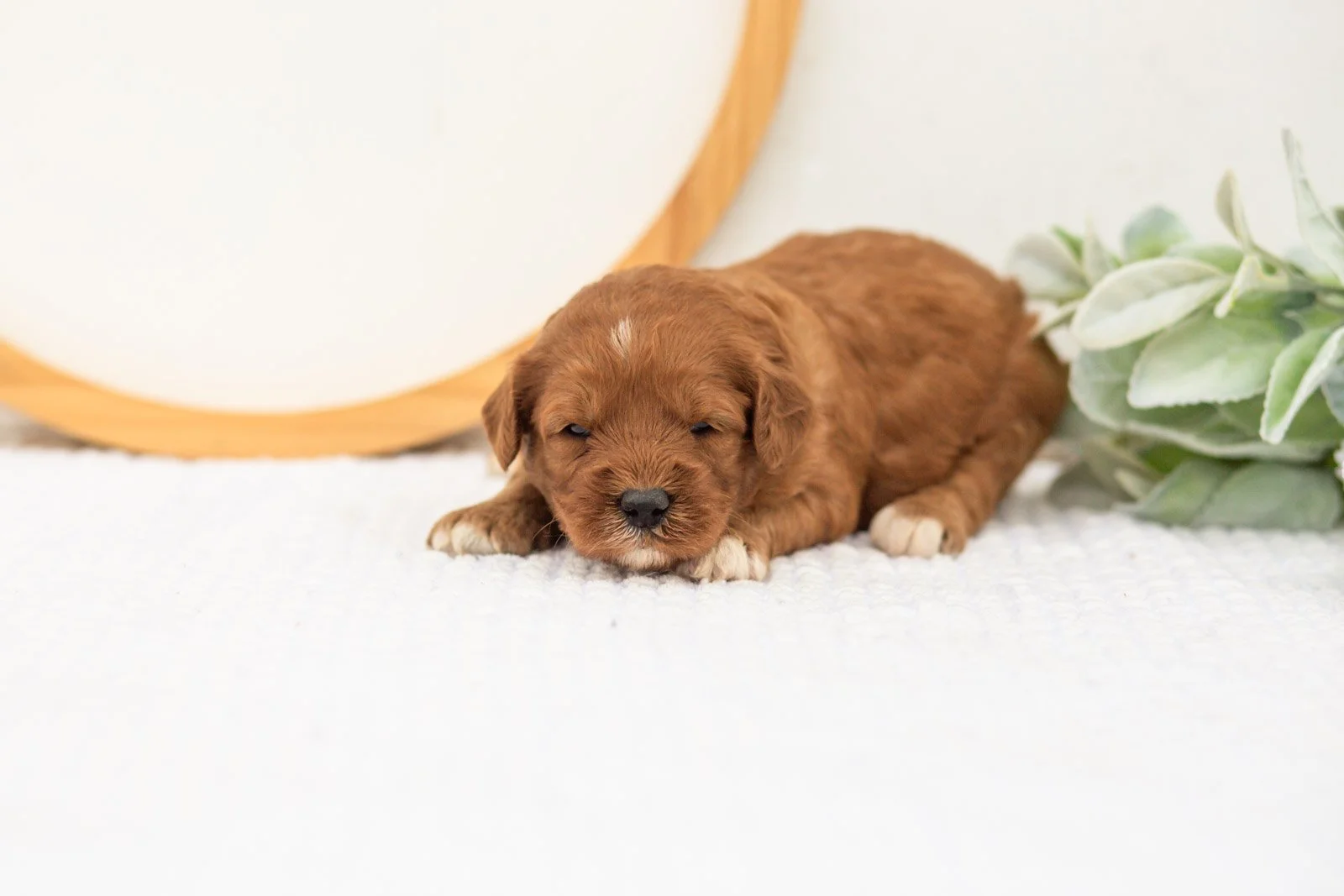 Clarity goldendoodle for sale(2).jpg