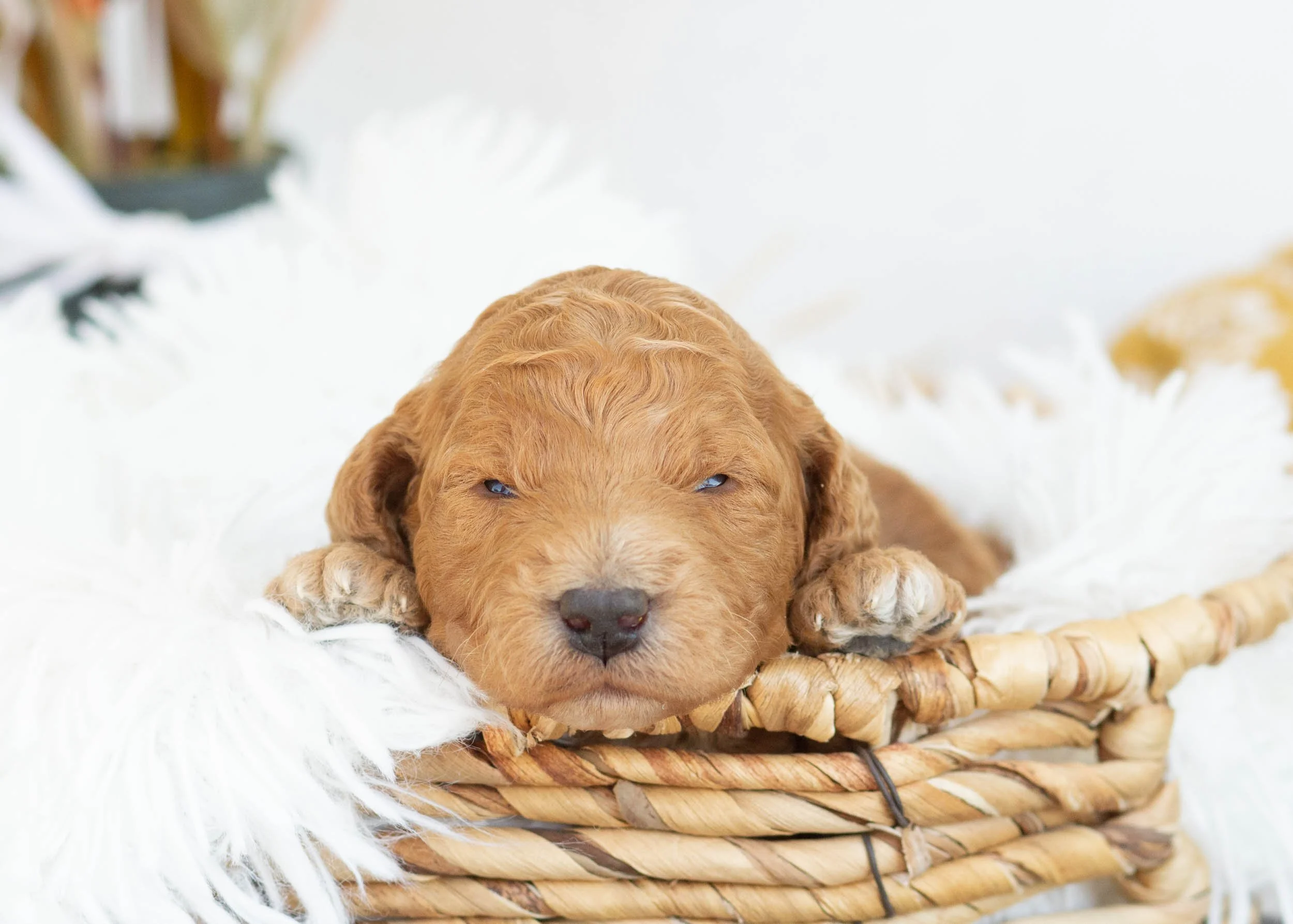 Lewis goldendoodle for sale.jpg