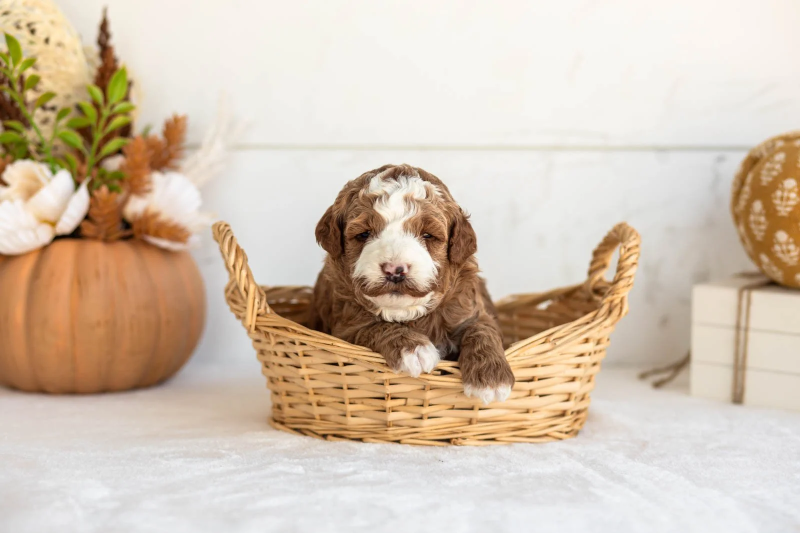 Newton goldendoodle for sale 1.jpg
