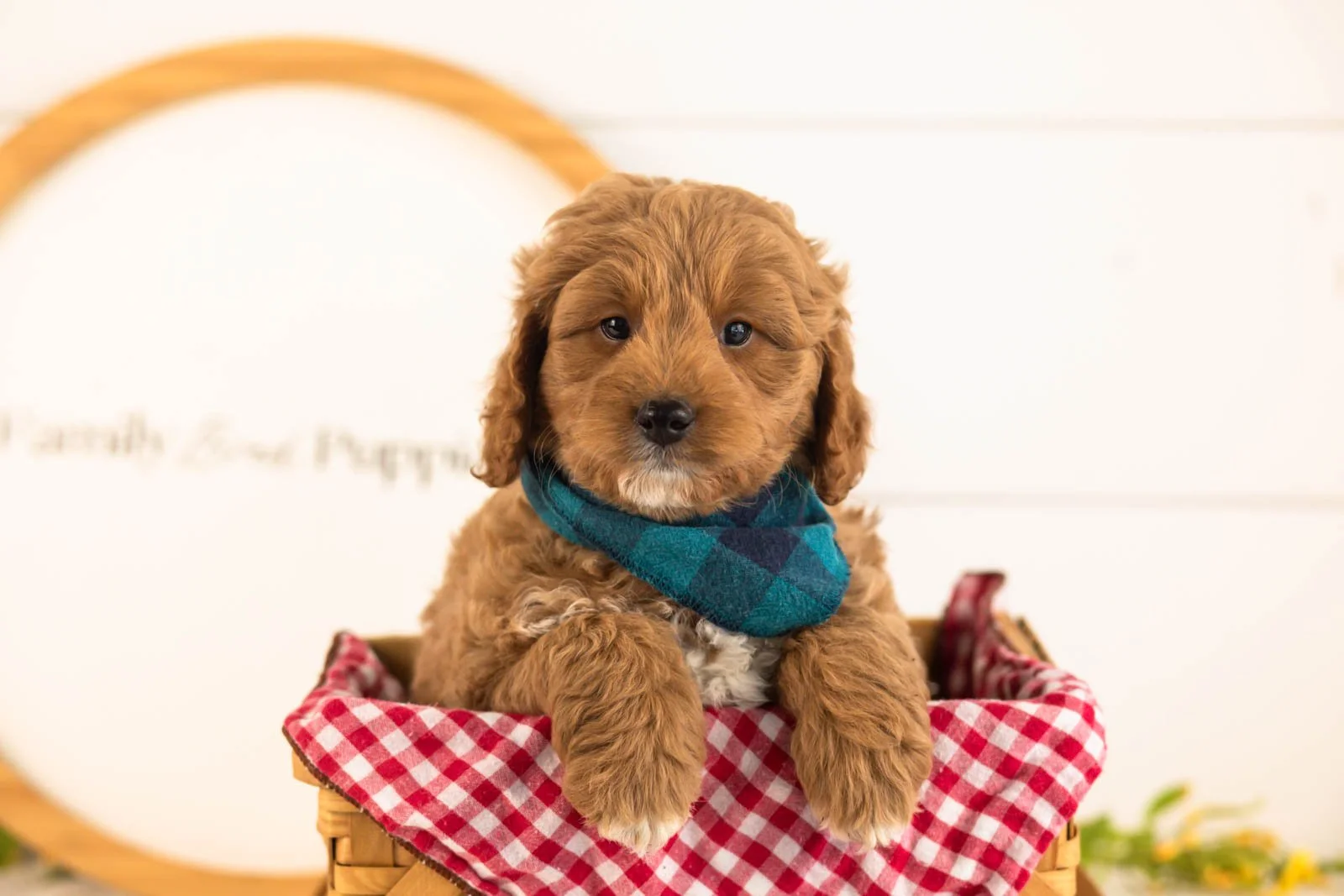 Ron Goldendoodle for sale(3).jpg