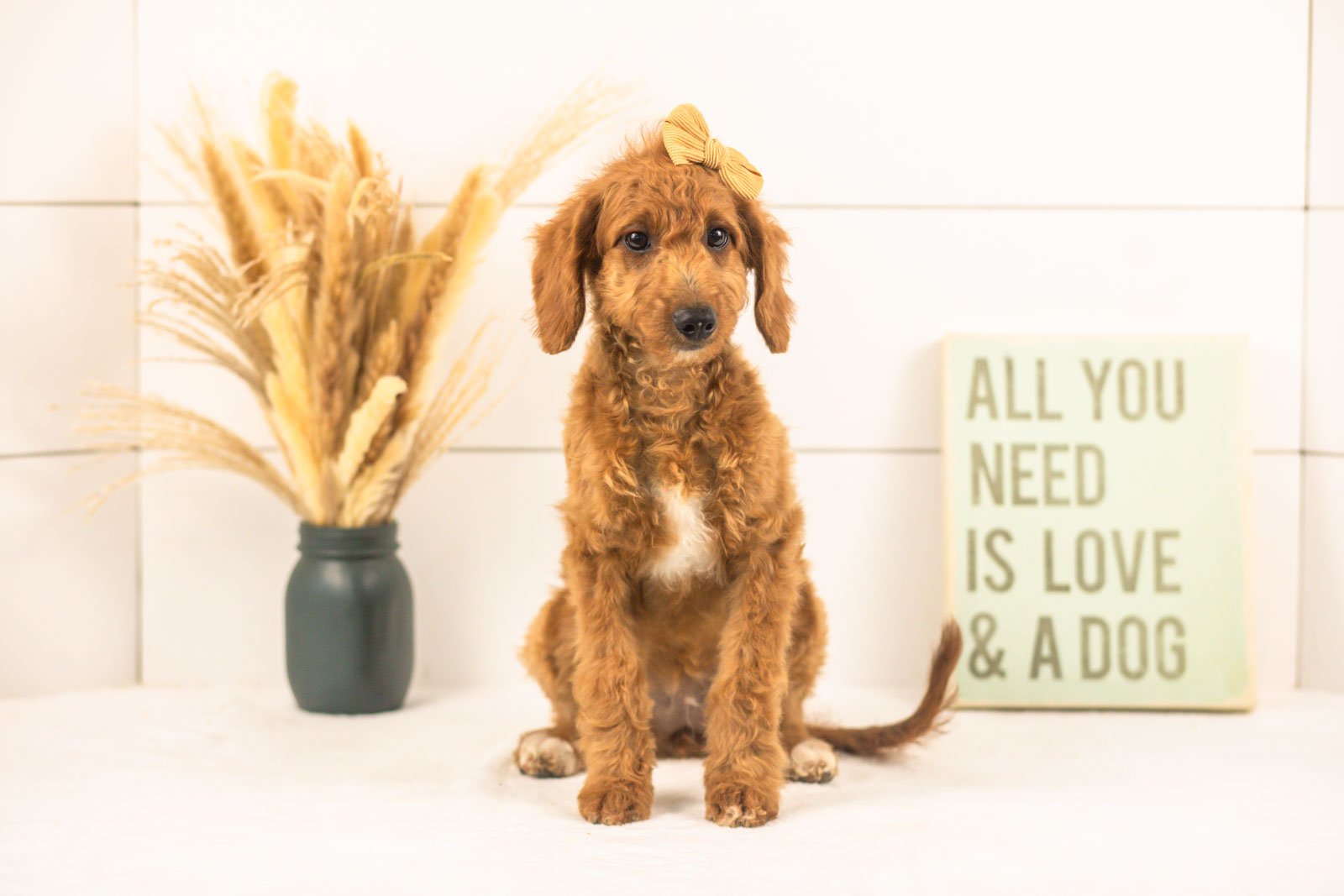 Lexy goldendoodle for sale.jpg