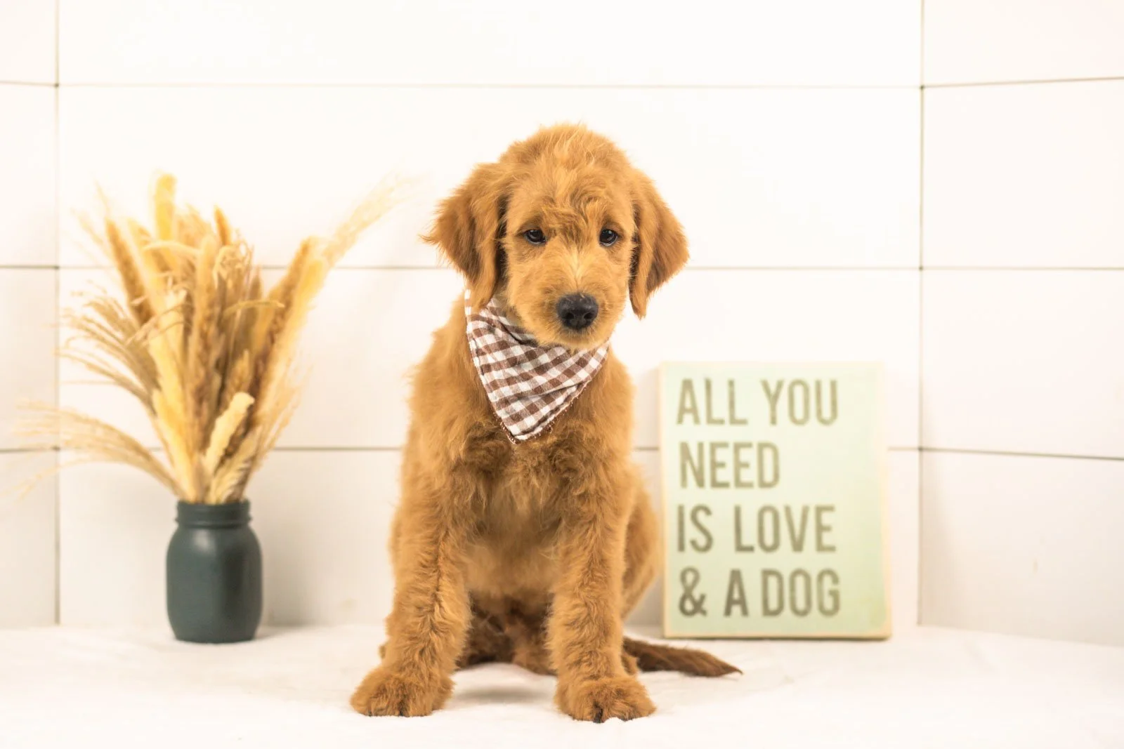 Evan goldendoodle for sale.jpg