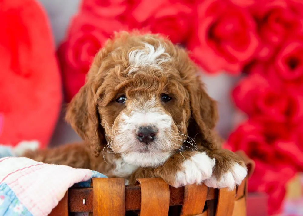 Riff goldendoodle for sale.jpg