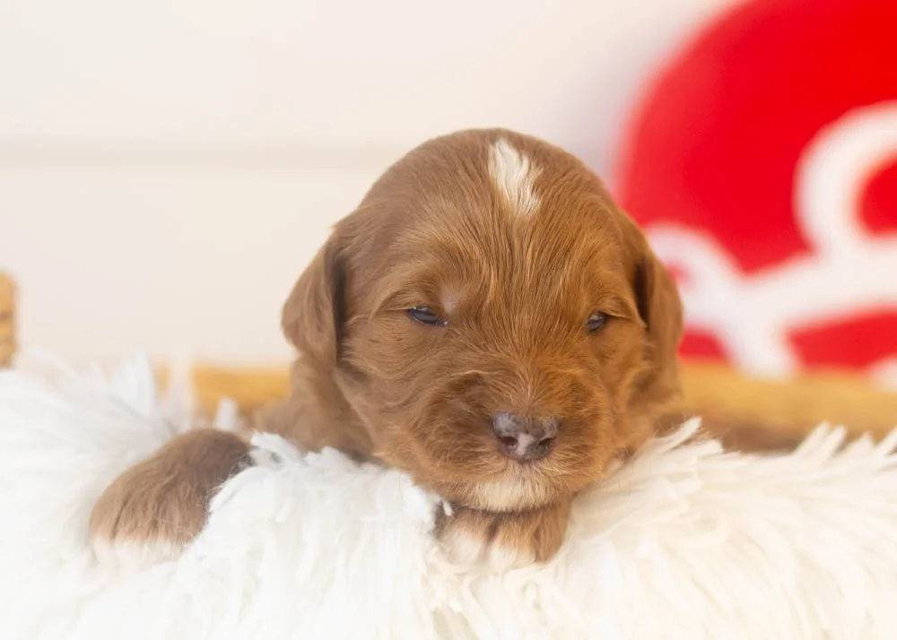 Frank goldendoodle for sale(1).jpg