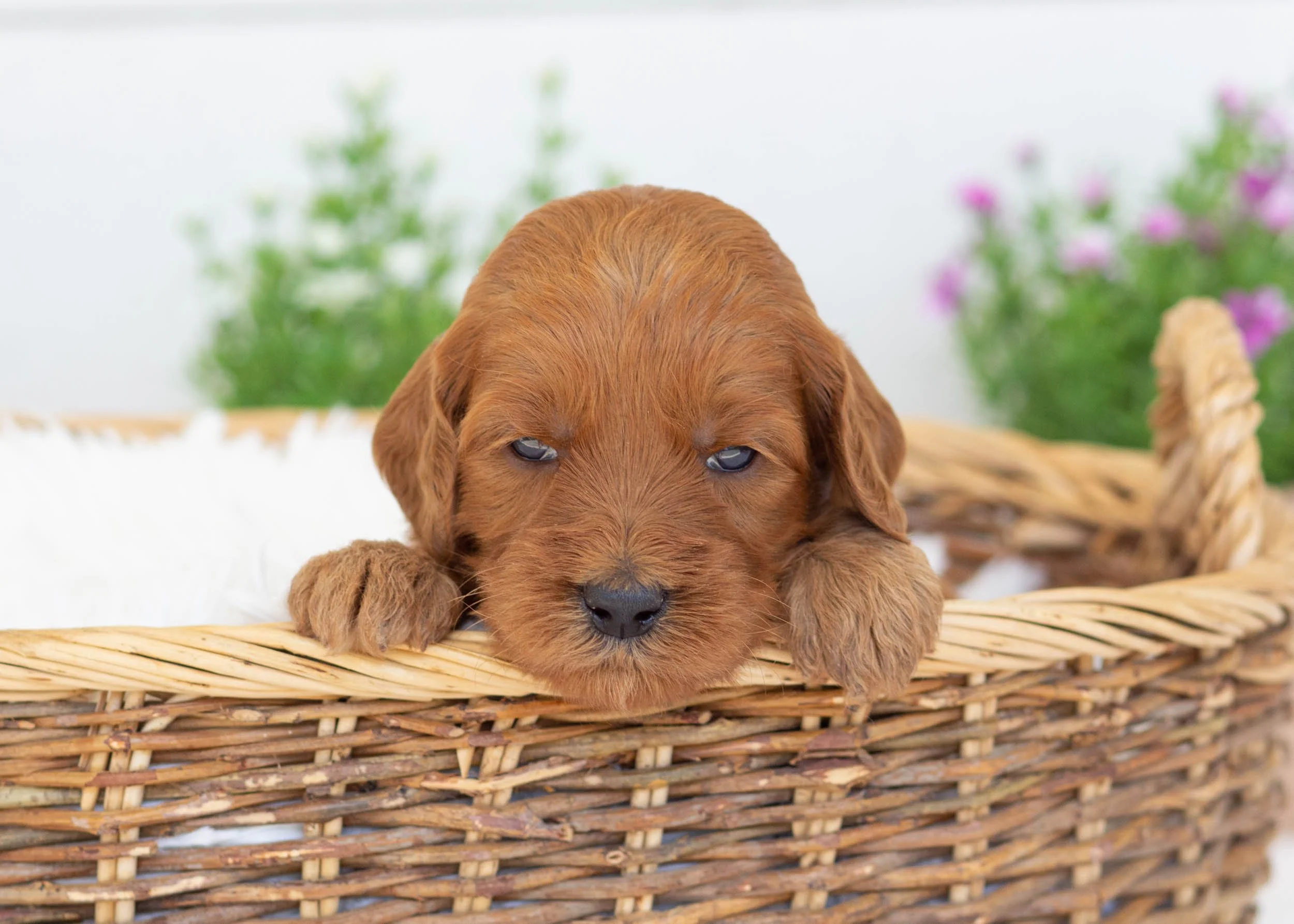Tee goldendoodle for sale9.jpg