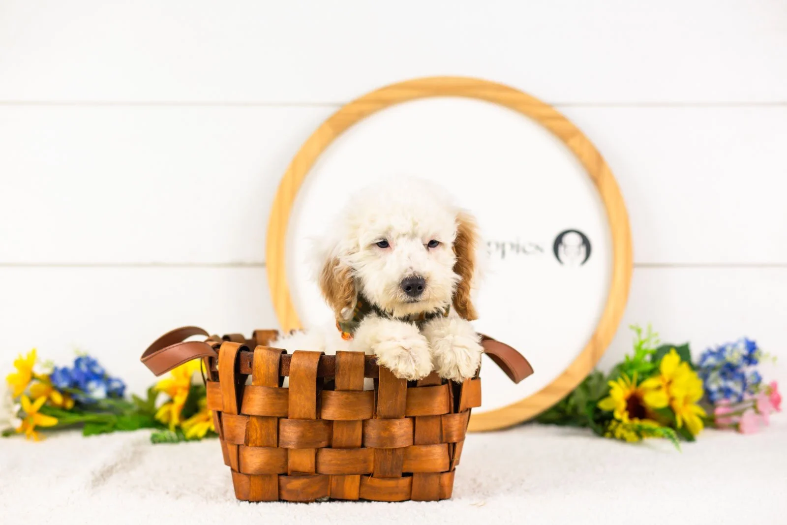 Bentley goldendoodle for sale(2).jpg