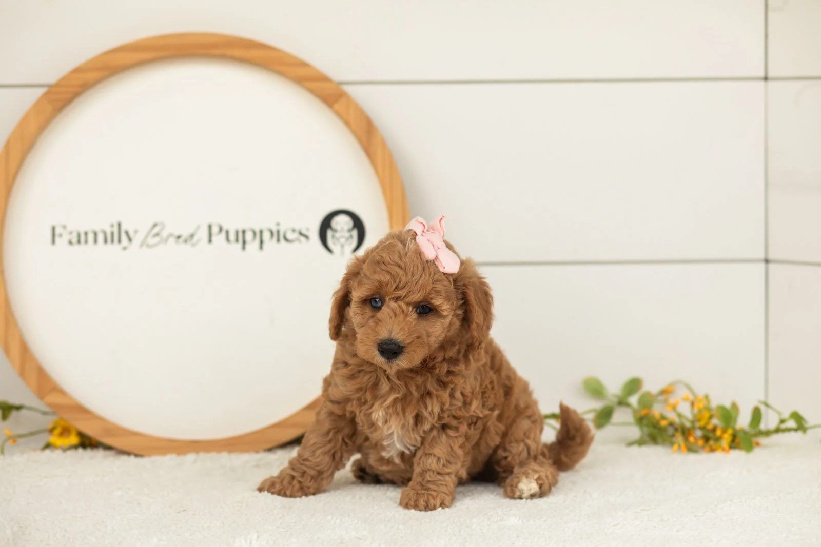 Liberty goldendoodle for sale(3).jpg