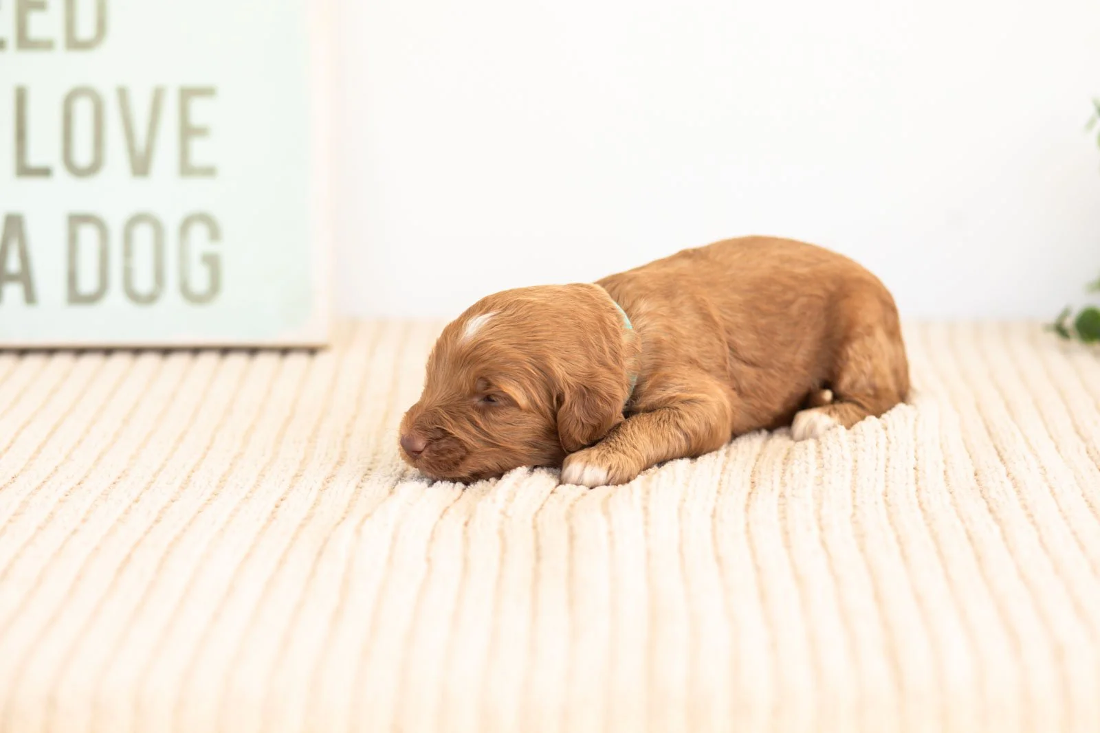 Ozark goldendoodle for sale.jpg