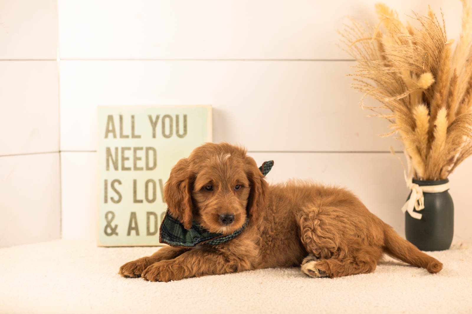 Oscar goldendoodle for sale(4).jpg