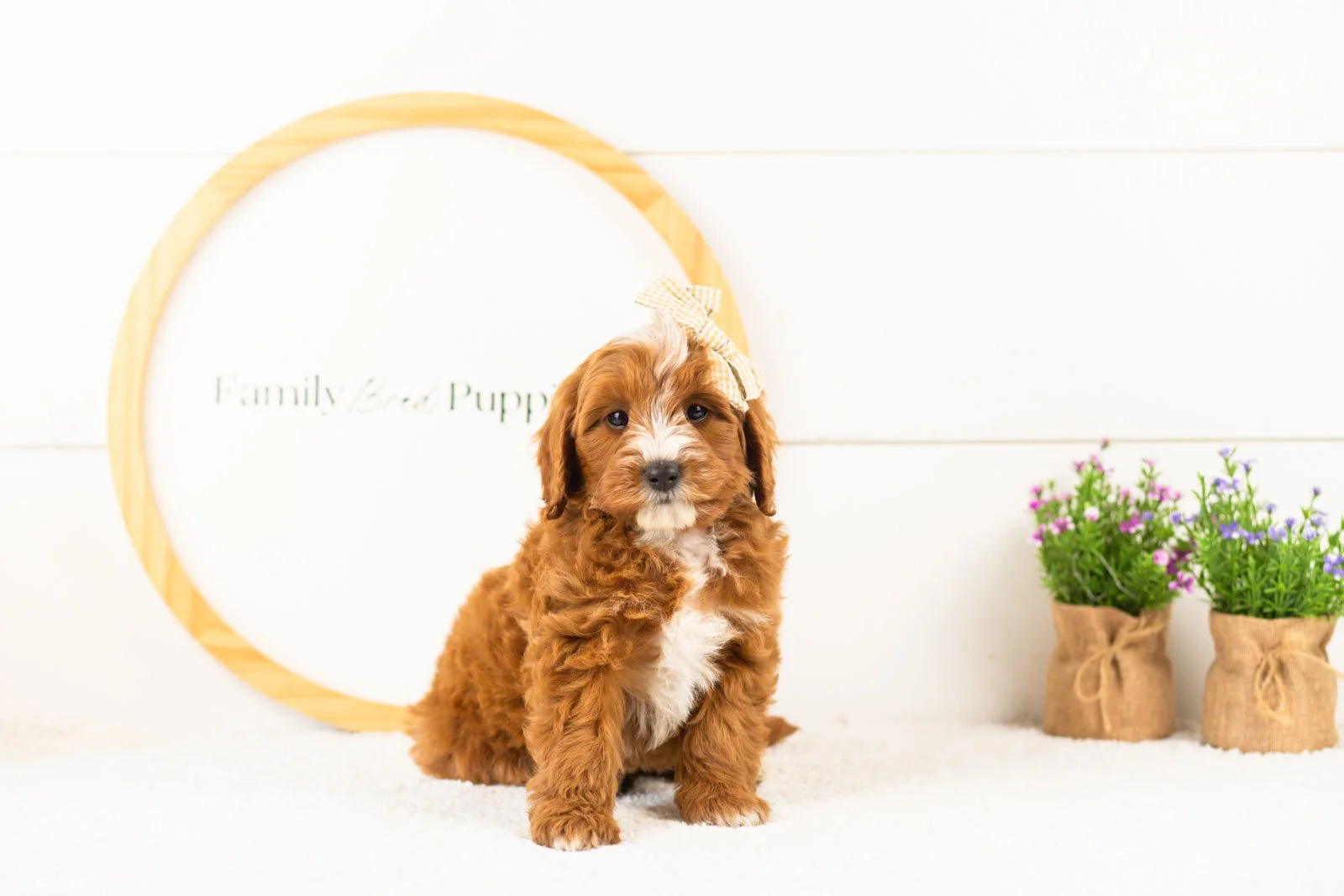 Queen goldendoodle for sale(1).jpg