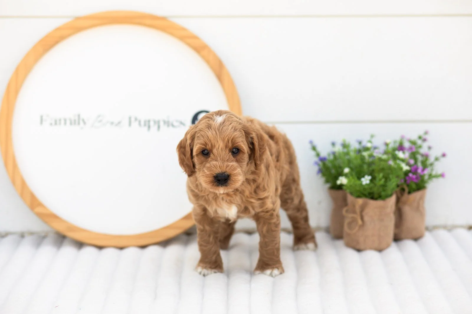 Mason goldendoodle for sale(2).jpg