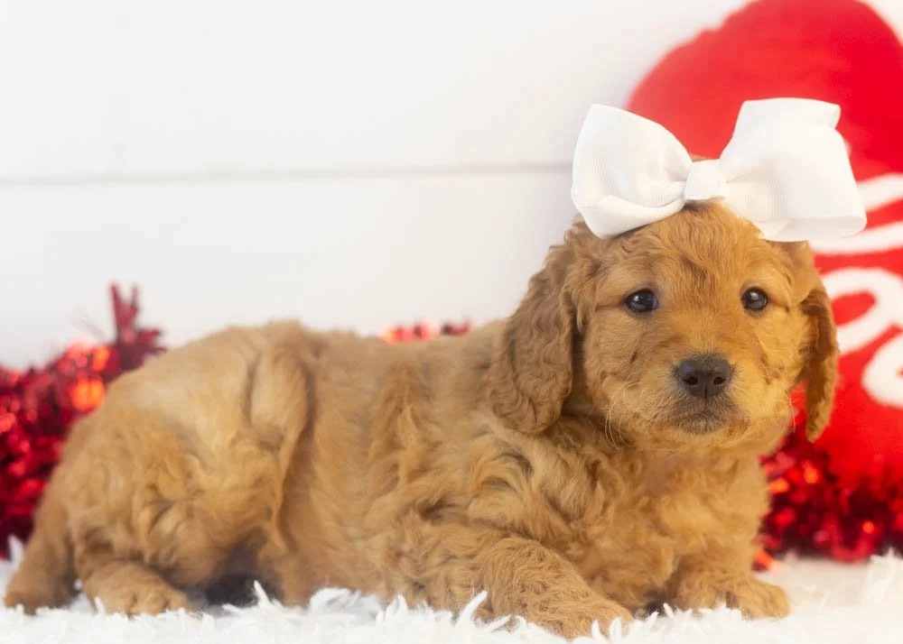 Mila goldendoodle for sale(2).jpg