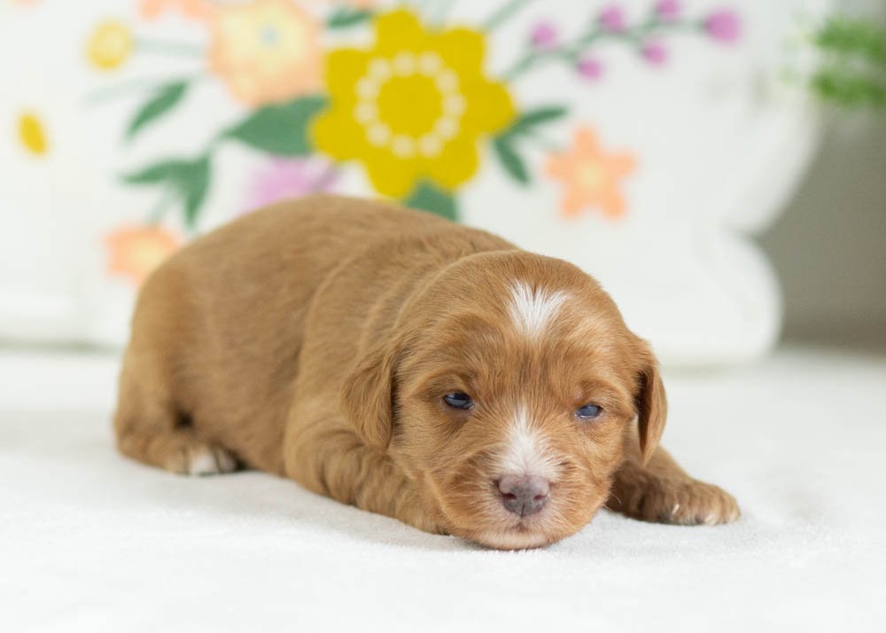 fritter goldendoodle for sale.jpg