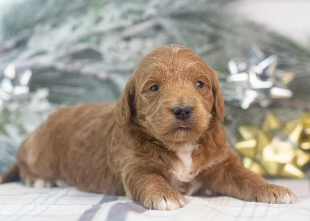 lullaby goldendoodle for sale(2).jpg