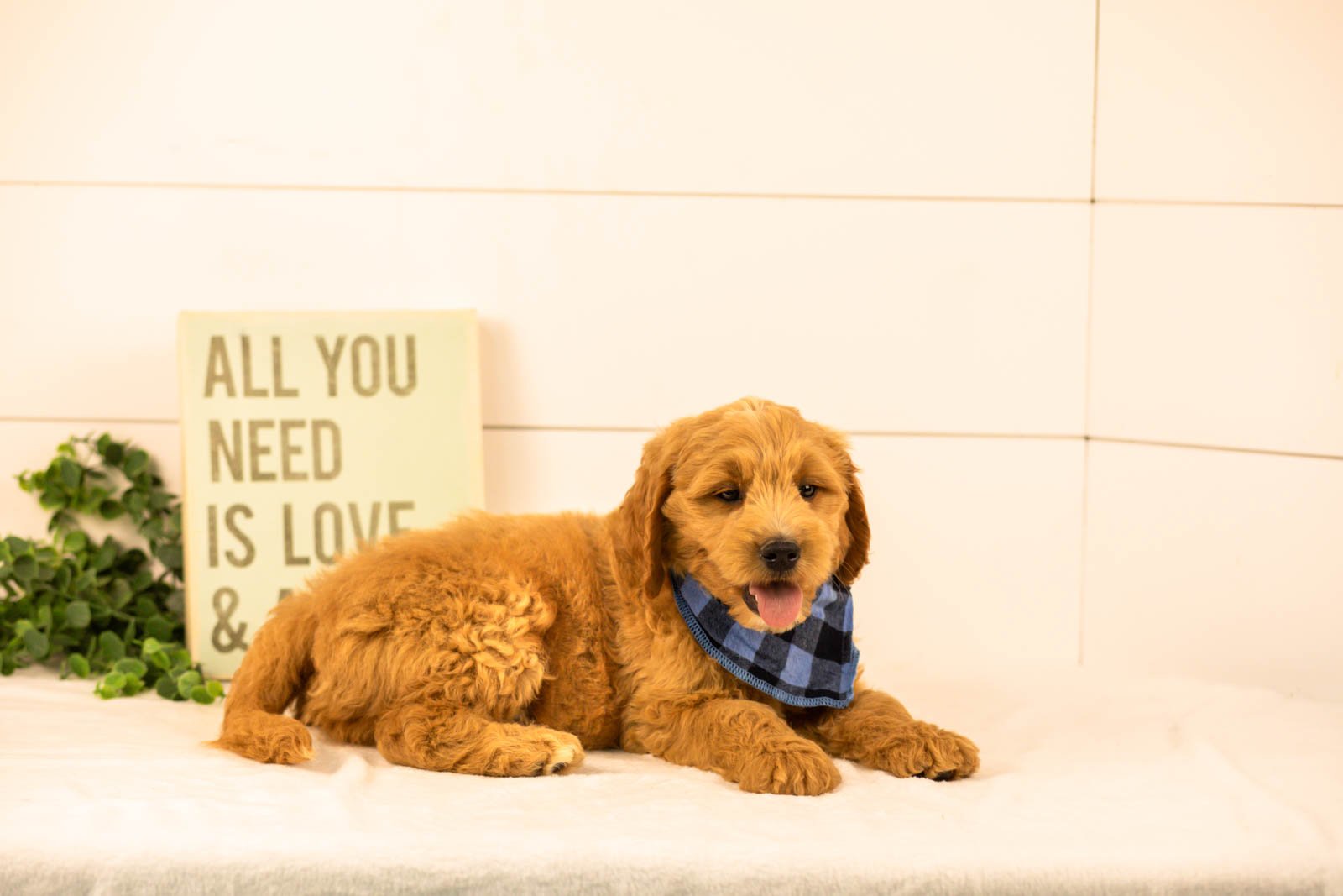 Barley goldendoodle for sale(3).jpg