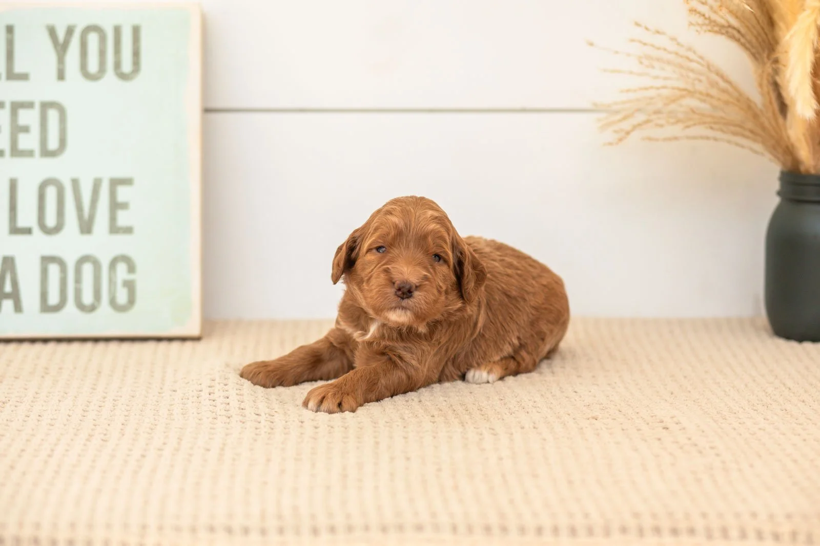 Belle goldendoodle for sale.jpg
