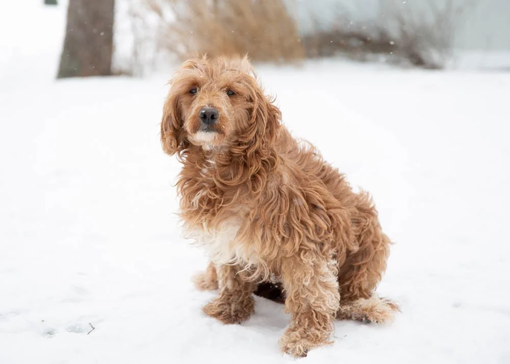 mom goldendoodle