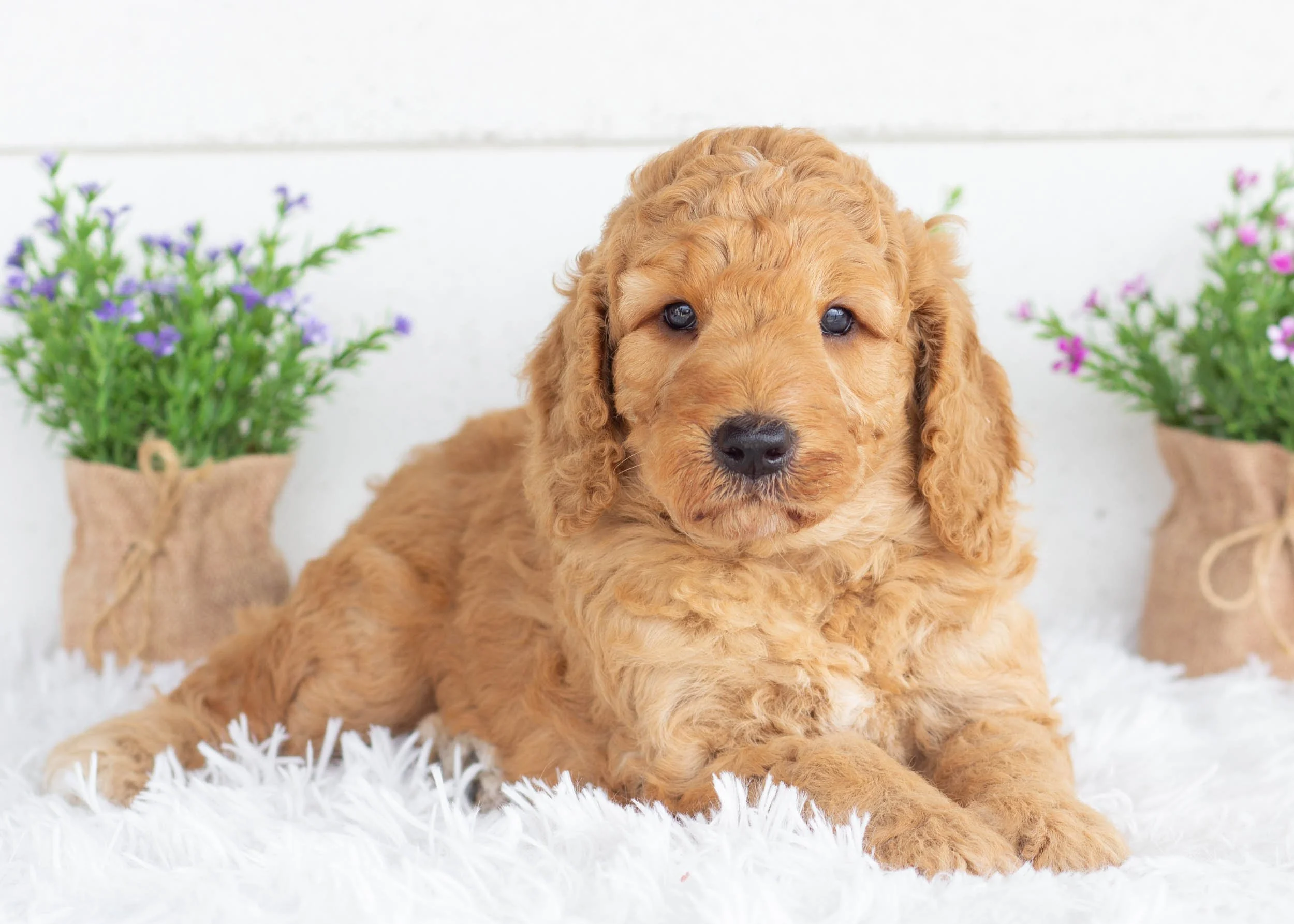 Tuffnut goldendoodle for sale(3).jpg