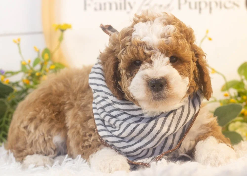 buzz goldendoodle for sale..jpg