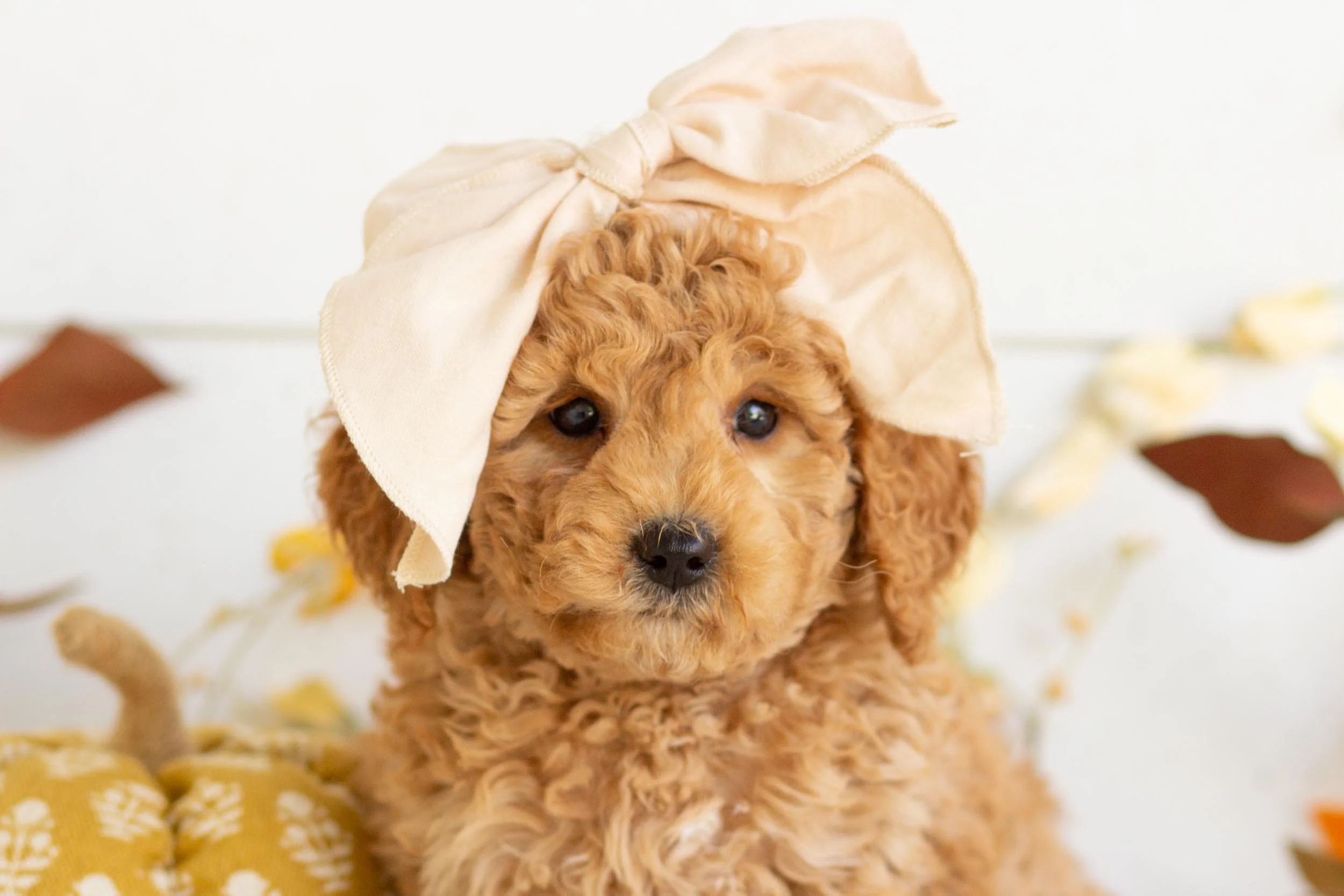 Bella goldendoodle for sale.jpg