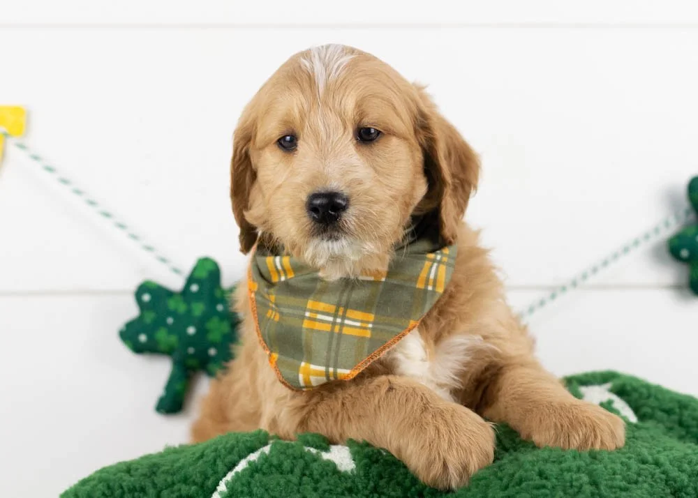 Hershey goldendoodle for sale.jpg