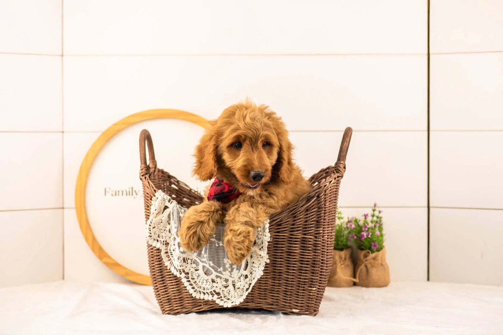 Phil goldendoodle for sale(2).jpg
