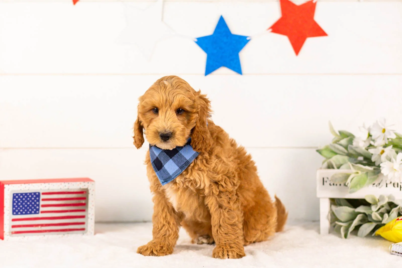 Jim goldendoodle for sale(1).jpg