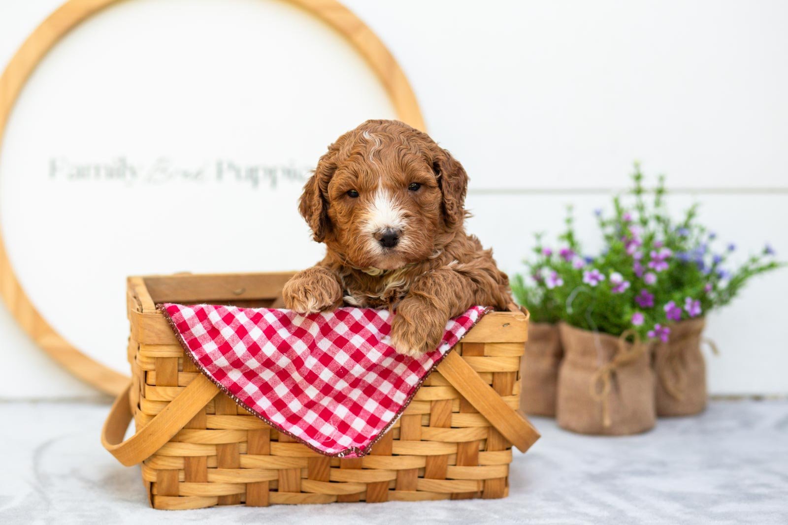 Miso goldendoodle for sale(3).jpg