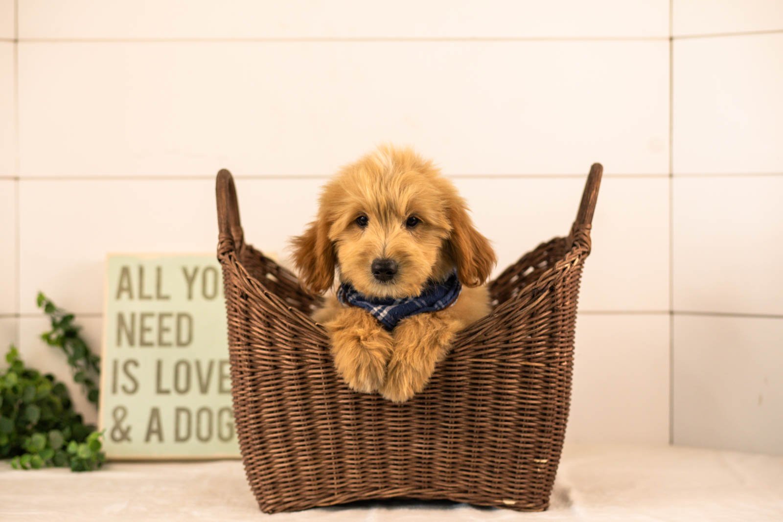 Ethan goldendoodle for sale(1).jpg