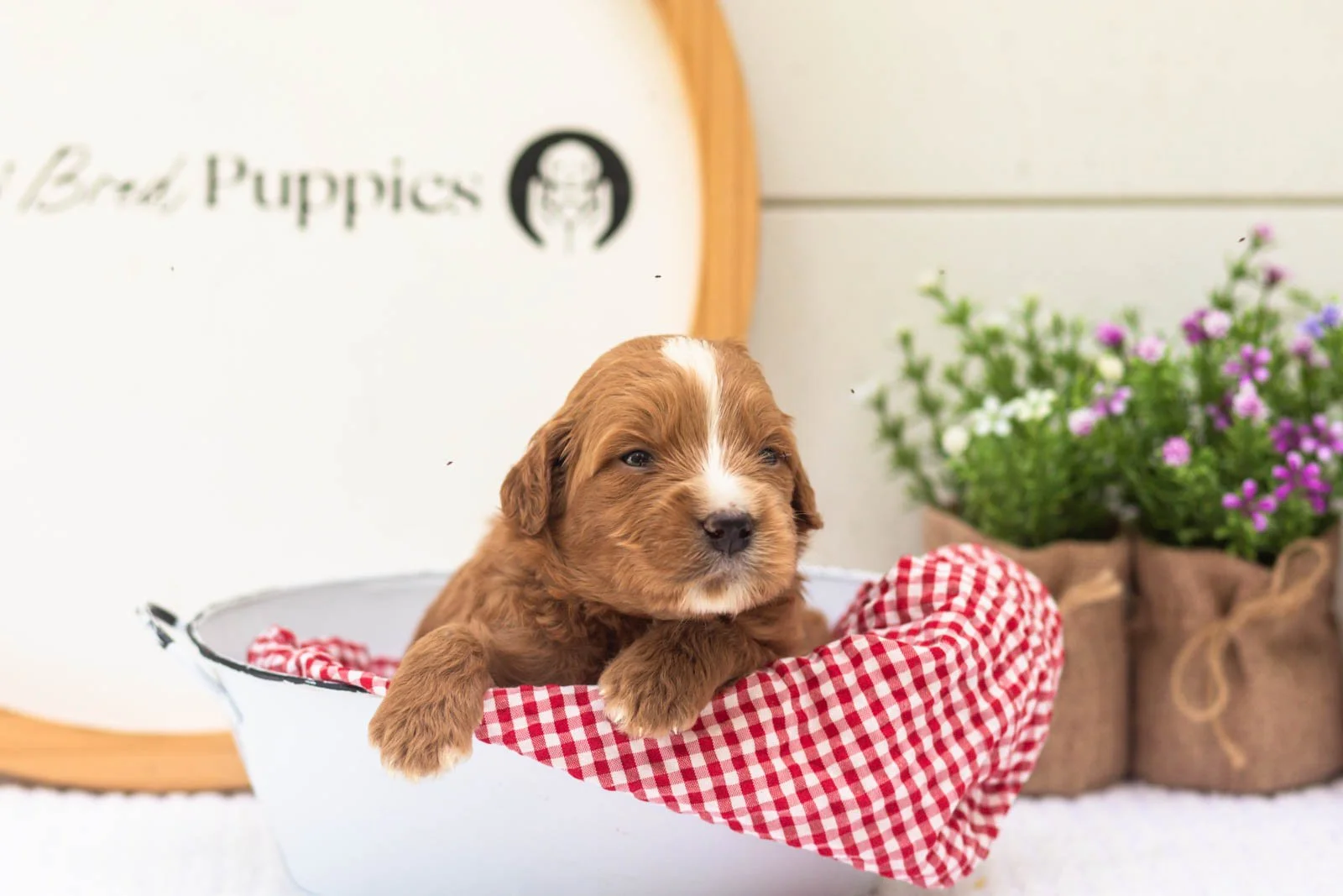 Oakley goldendoodle for sale(4).jpg