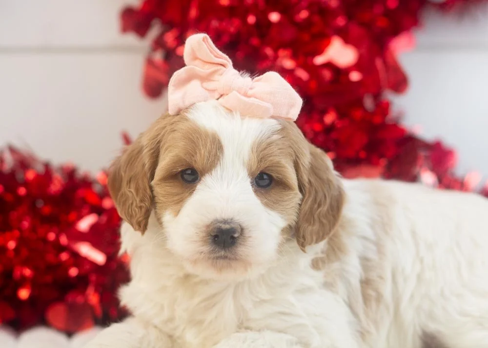 Annie goldendoodle for sale(3).jpg