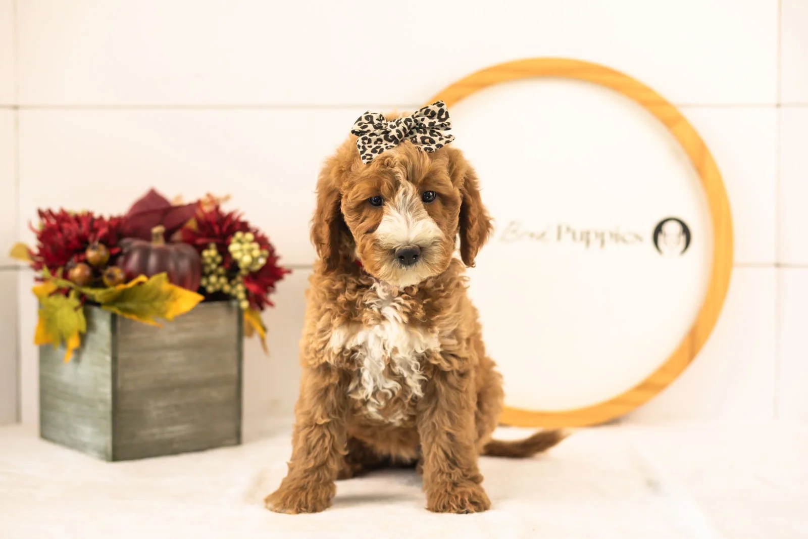 Larisa goldendoodle for sale(4).jpg