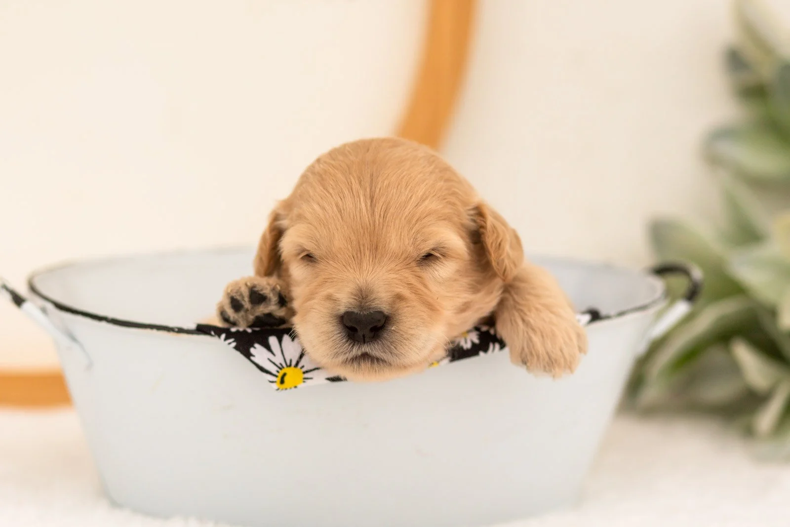 Emry goldendoodle for sale(3).jpg