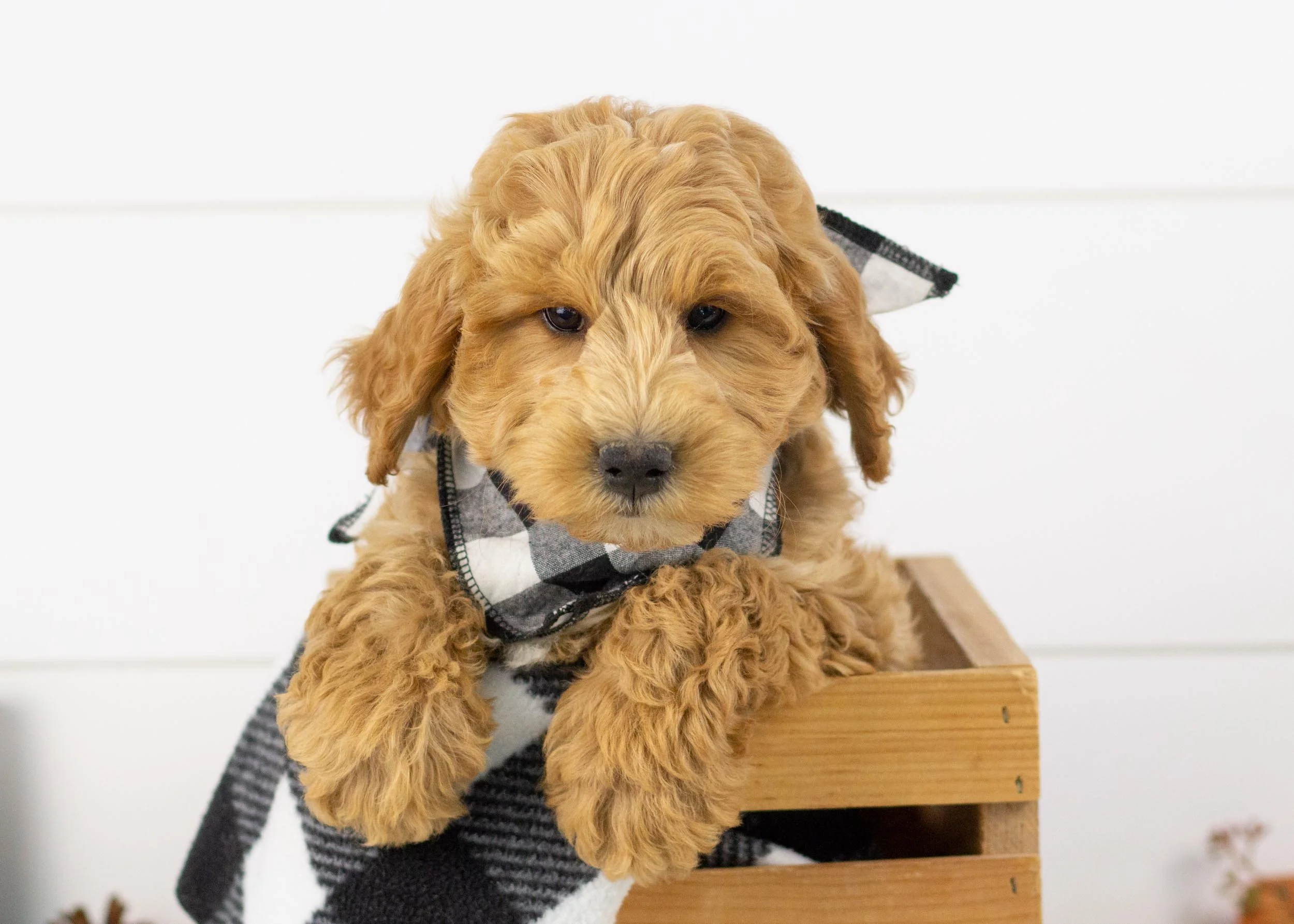 Mini Goldendoodles for Adoption — Family Bred Puppies