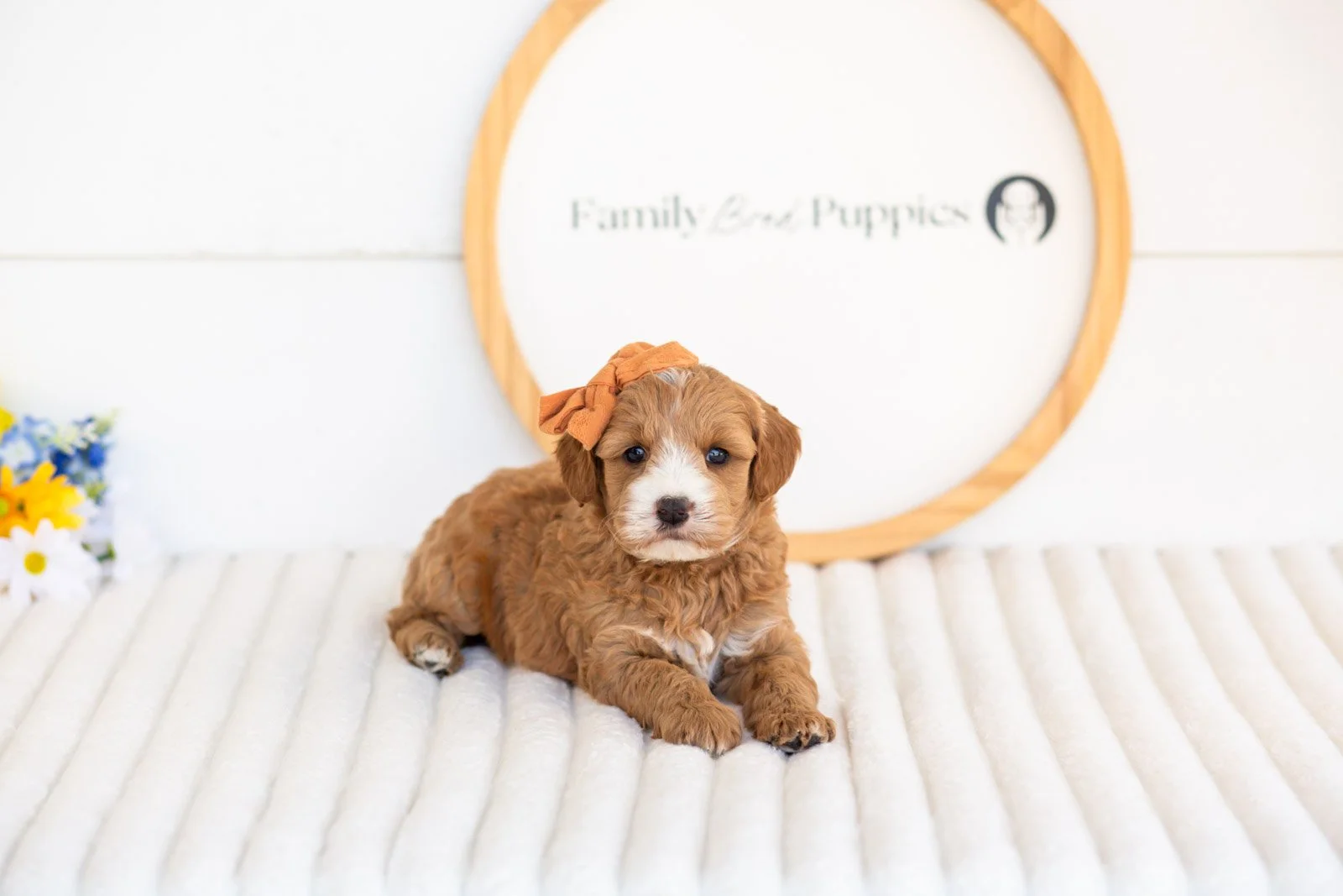 mary goldendoodle for sale(2).jpg