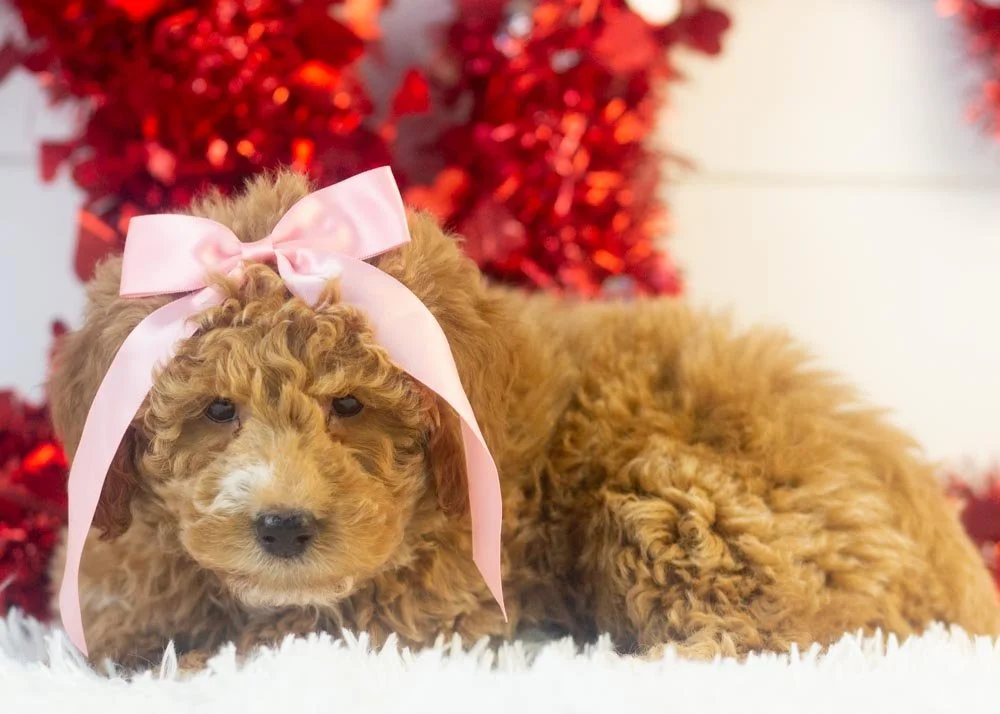Chilli goldendoodle for sale(3).jpg