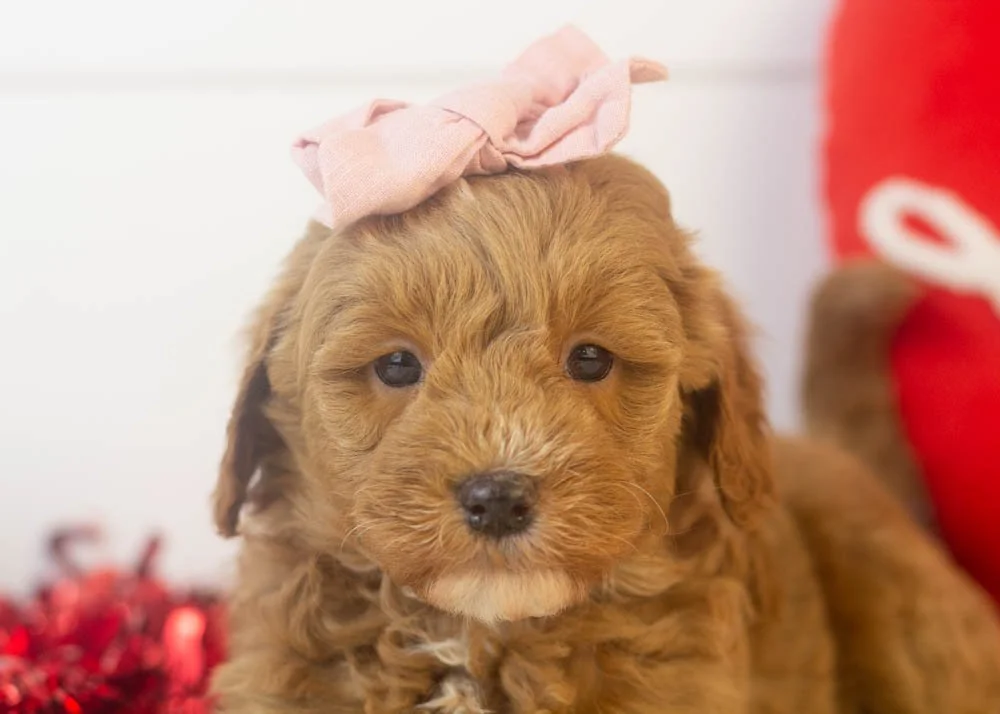 robin goldendoodle for sale(3).jpg