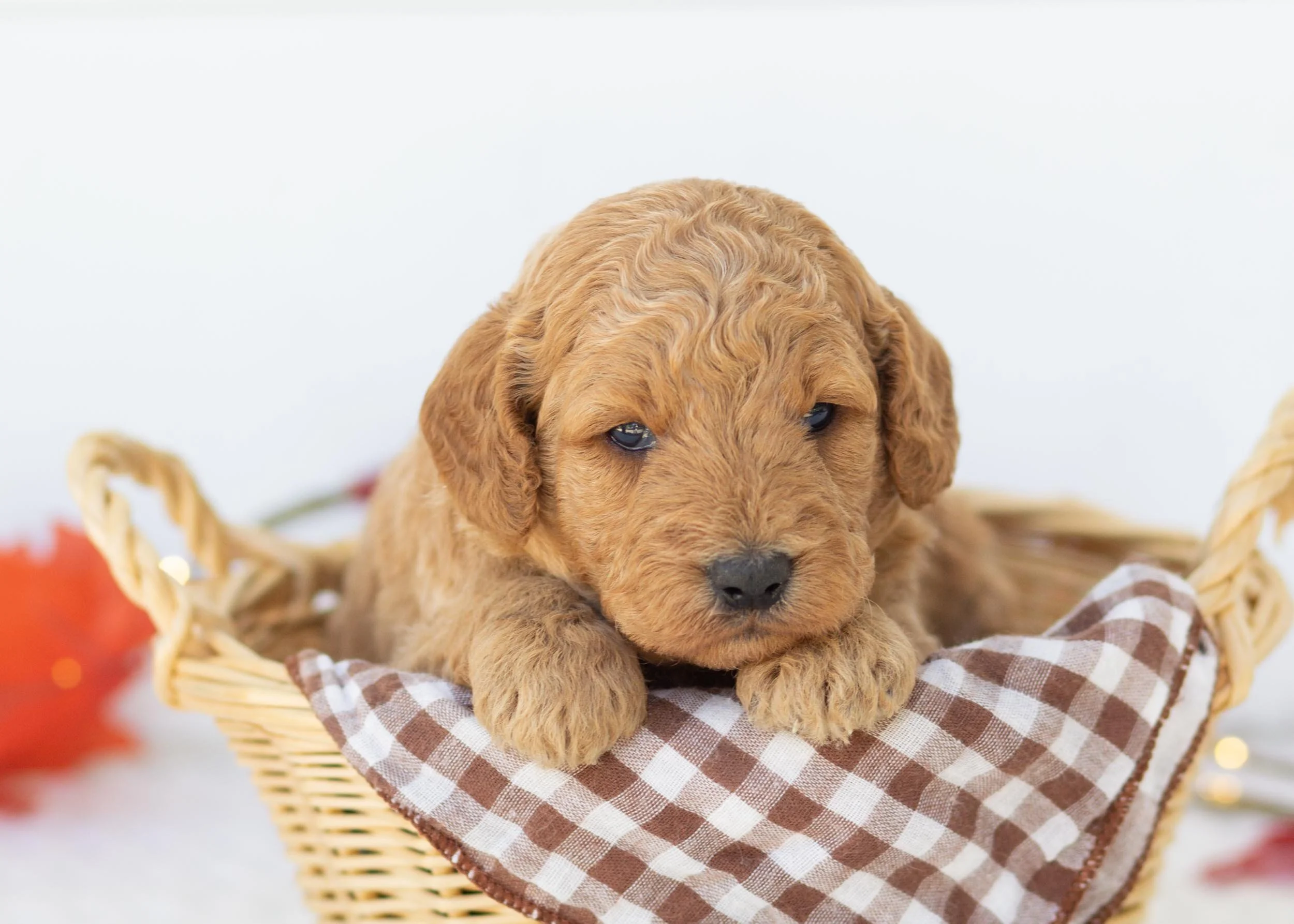 Mango goldendoodle for sale(3).jpg