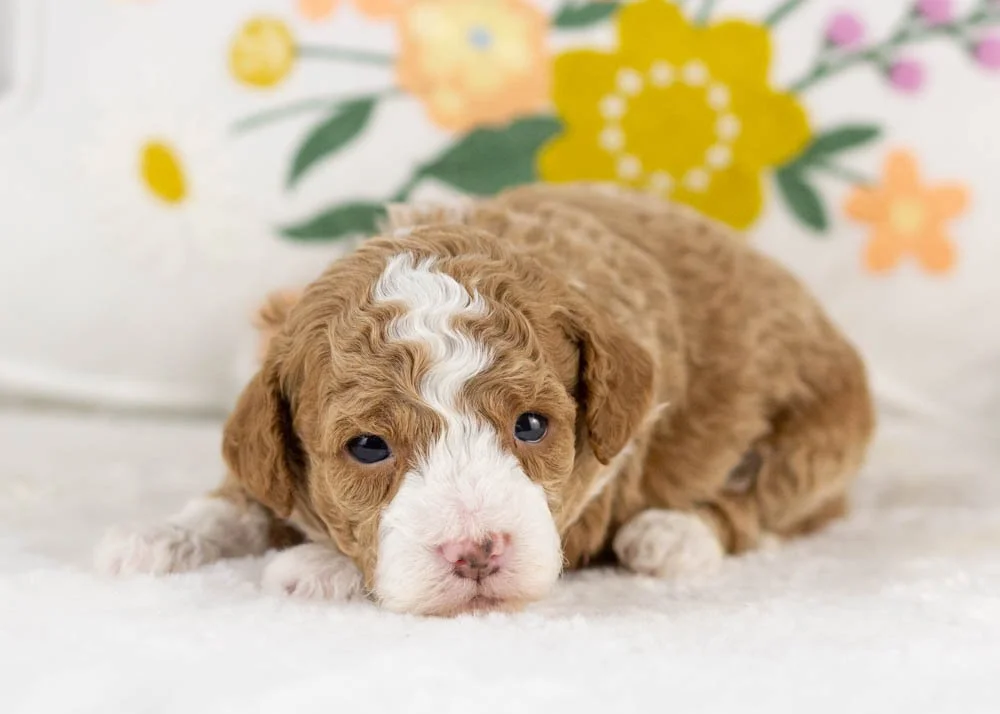 maddox goldendoodle for sale(3).jpg