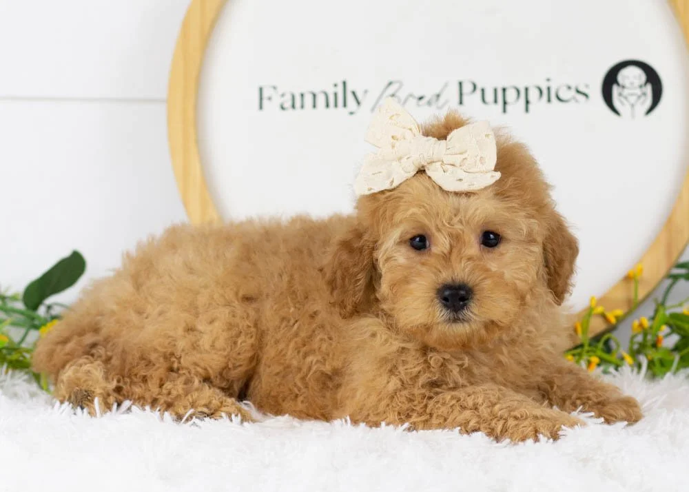 Whitney goldendoodle for sale(2).jpg