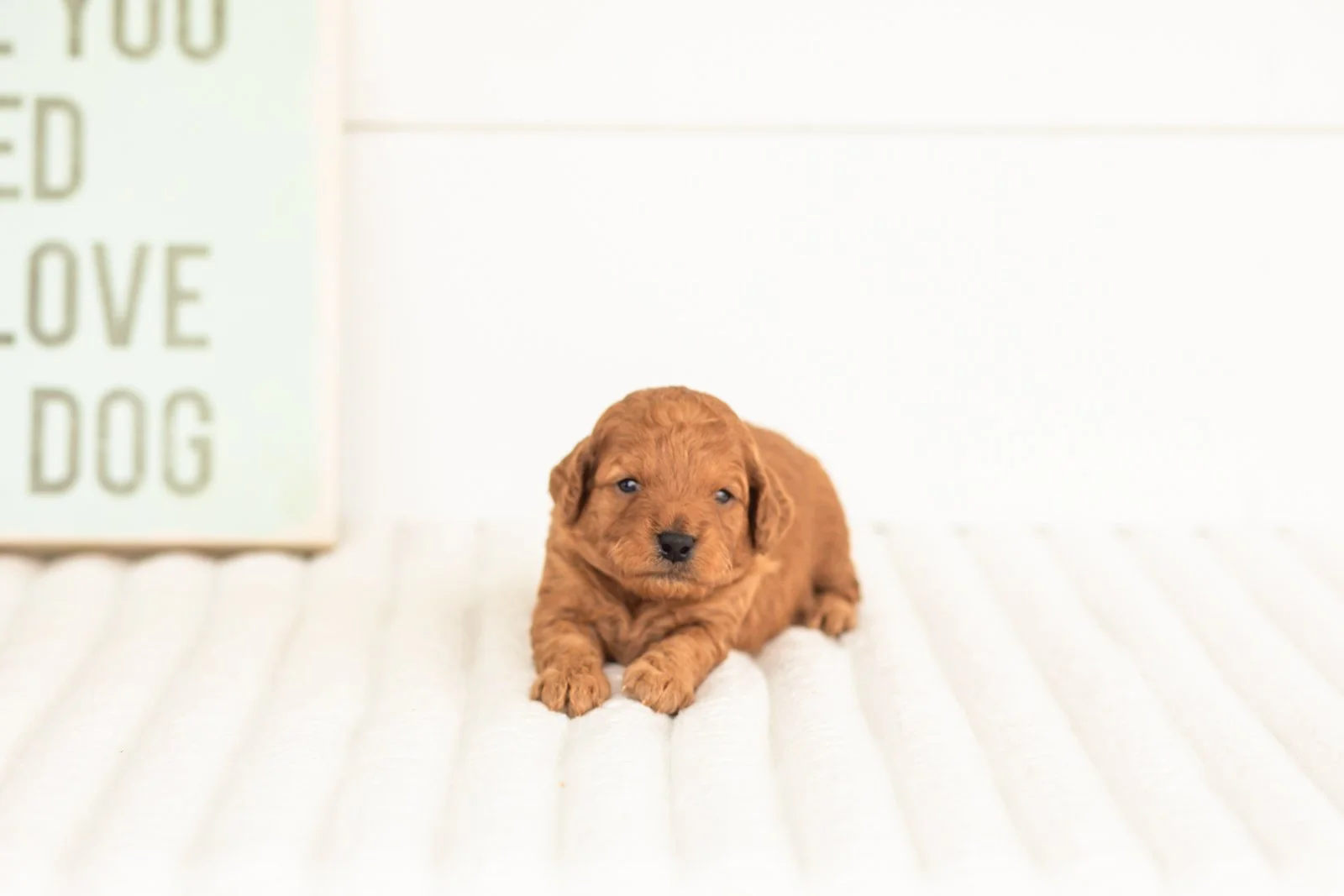 Tweed goldendoodle for sale.jpg