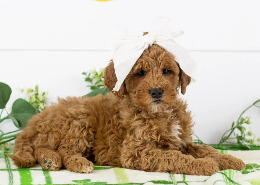 Josiah 1-1-26 Icicle 5. 11 oz-2.jpg