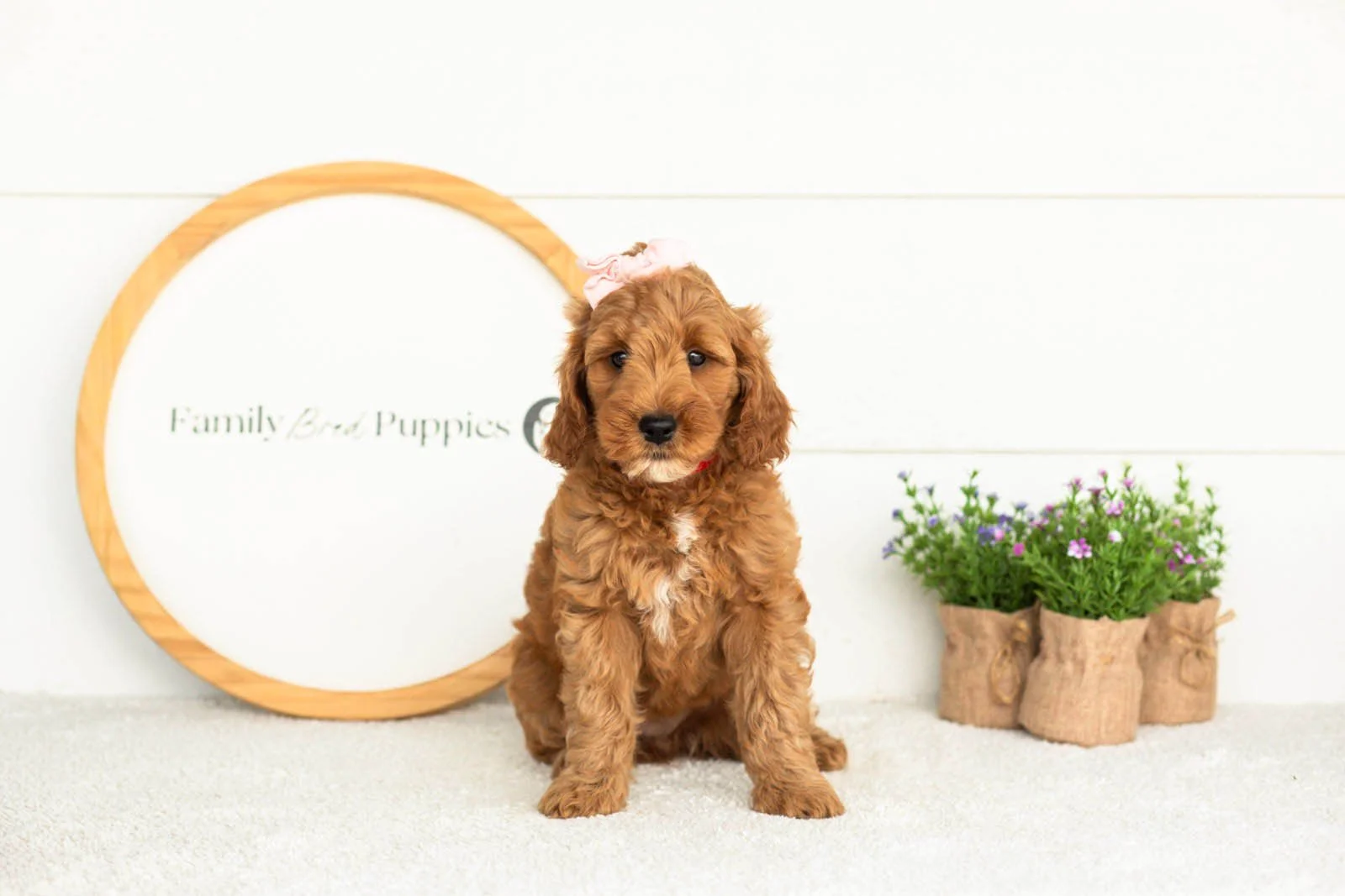 Angel goldendoodle for sale(2).jpg