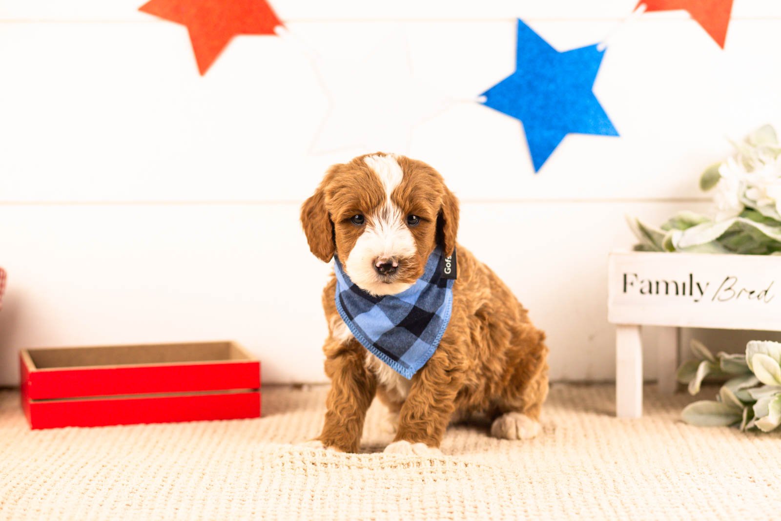 horatio goldendoodle for sale(1).jpg
