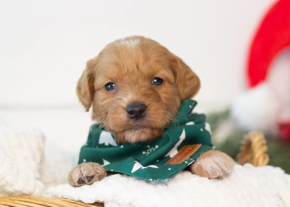 goldendoodle for sale