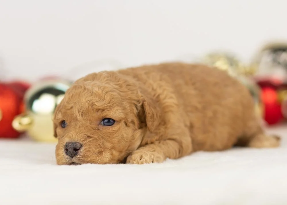Georgia goldendoodle for sale(3).jpg